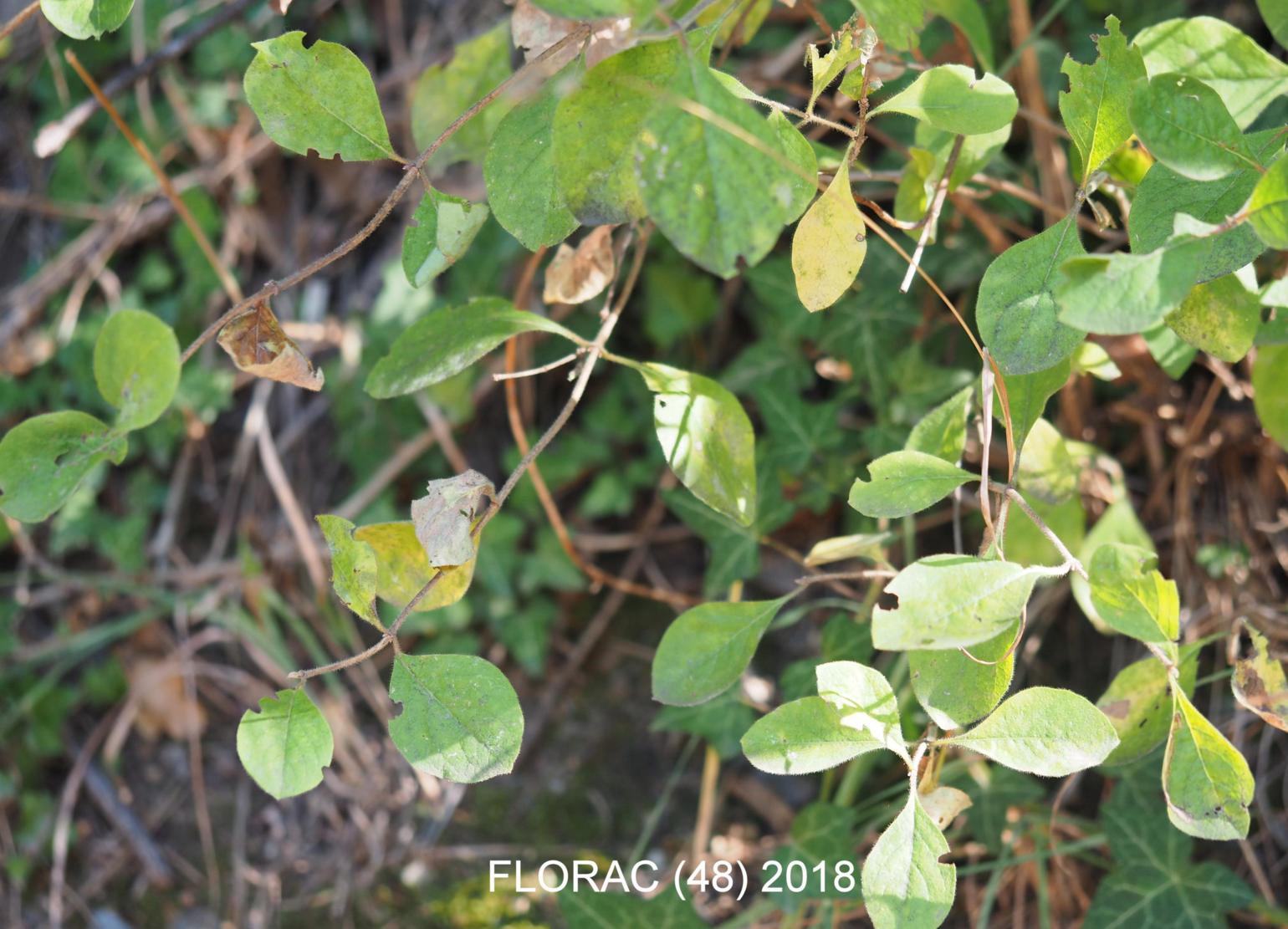 Honeysuckle, Common